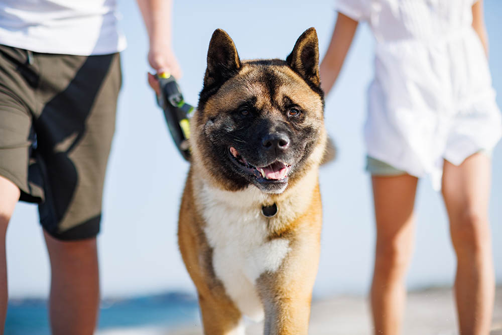 brother-and-sister-in-are-walking-and-with-dog-of-2023-11-27-05-06-40-utc.jpg